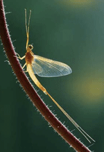 mayfly